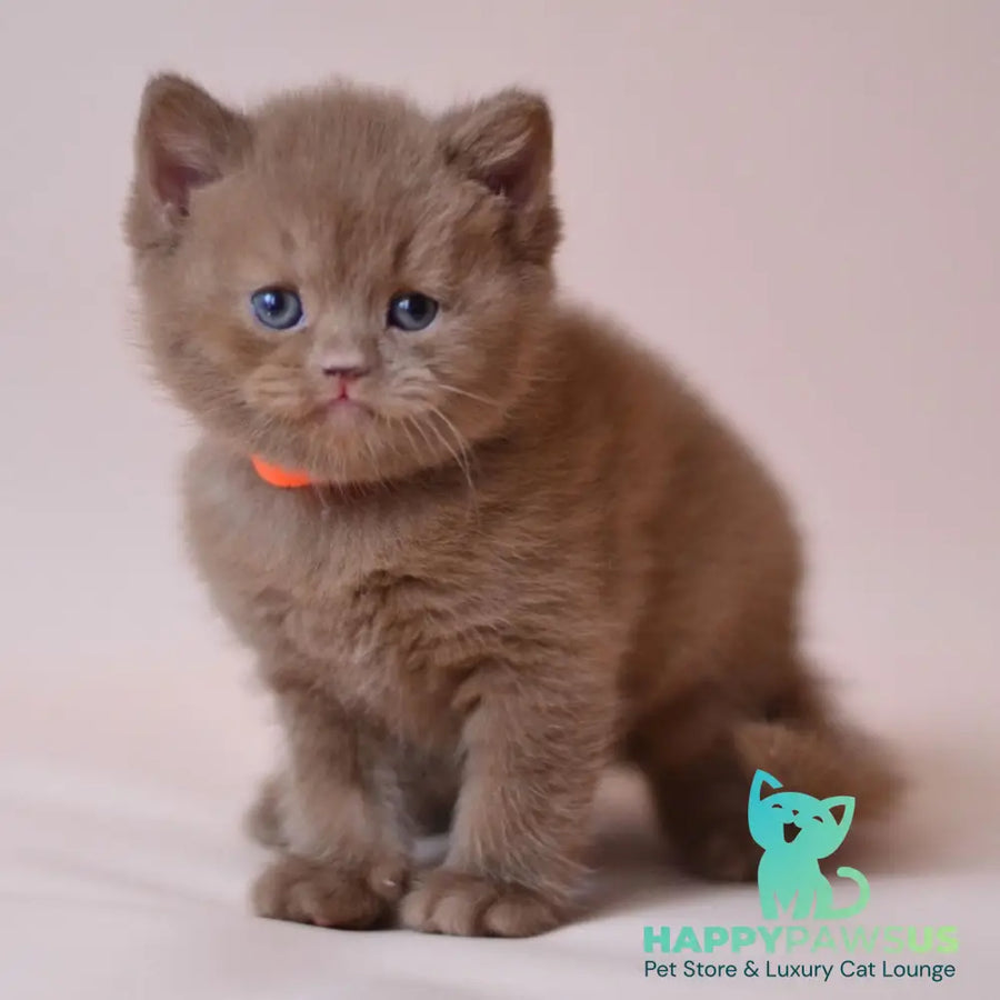 Jady British Shorthair female cinnamon - live animals