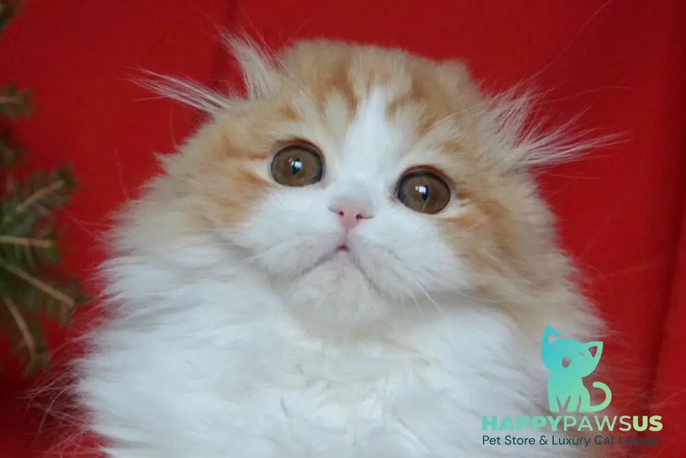 Jaeger Scottish Fold male red tabby bicolour live animals