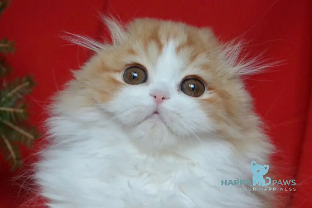 Jaeger Scottish Fold male red tabby bicolour live animals