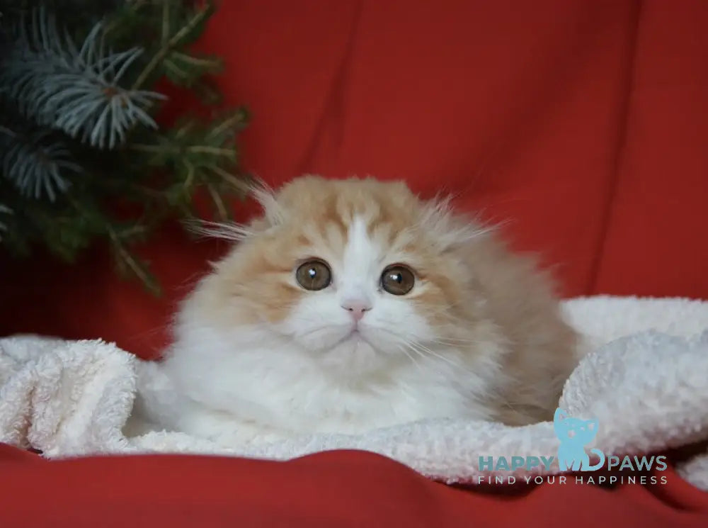 Jaeger Scottish Fold male red tabby bicolour live animals