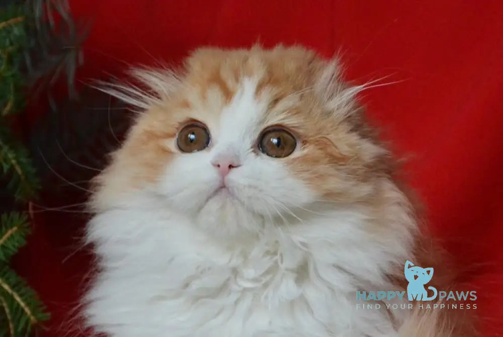 Jaeger Scottish Fold male red tabby bicolour live animals