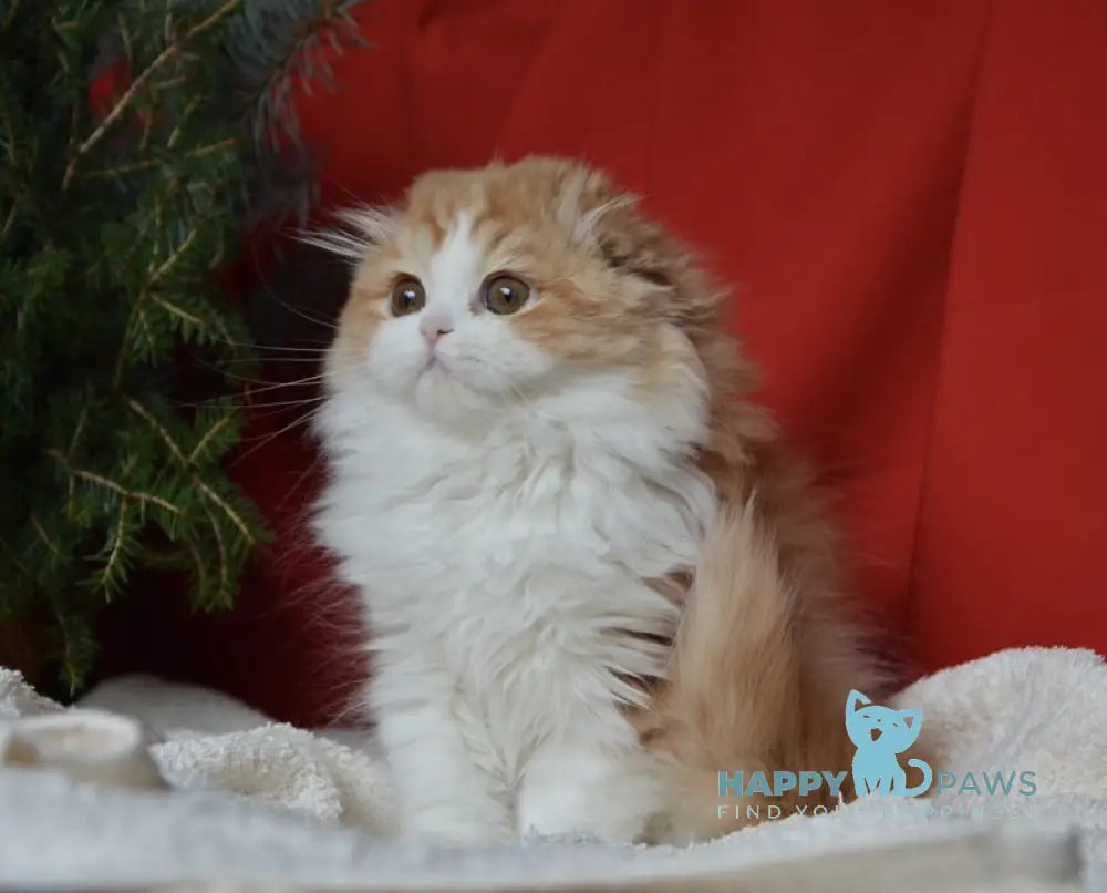 Jaeger Scottish Fold male red tabby bicolour live animals