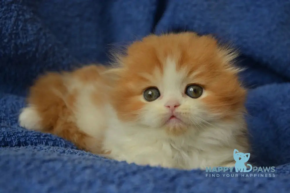 Jaeger Scottish Fold male red tabby bicolour live animals