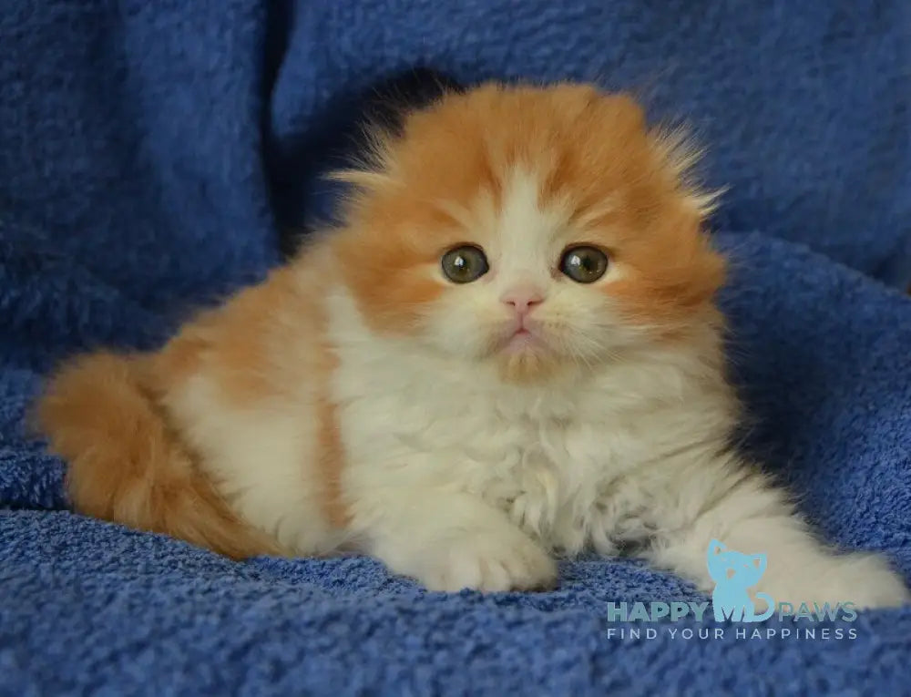 Jaeger Scottish Fold male red tabby bicolour live animals
