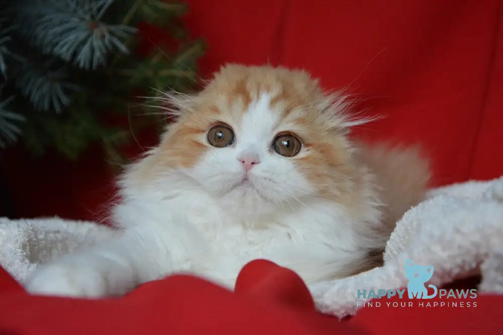 Jaeger Scottish Fold male red tabby bicolour live animals