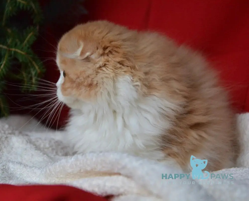 Jaeger Scottish Fold male red tabby bicolour live animals