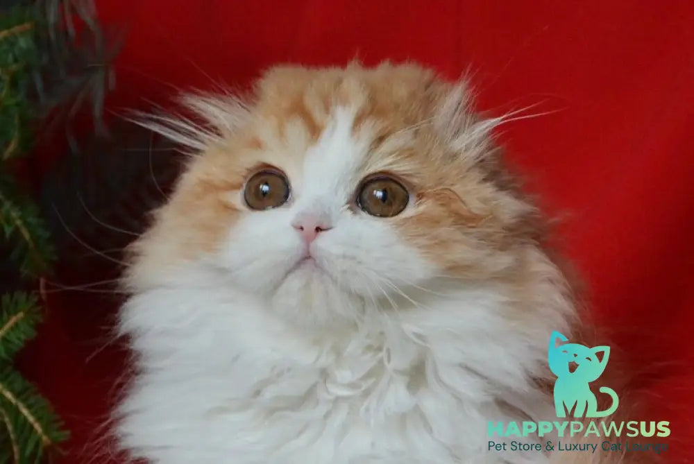Jaeger Scottish Fold male red tabby bicolour live animals