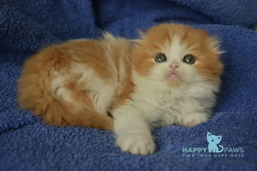 Jaeger Scottish Fold male red tabby bicolour live animals