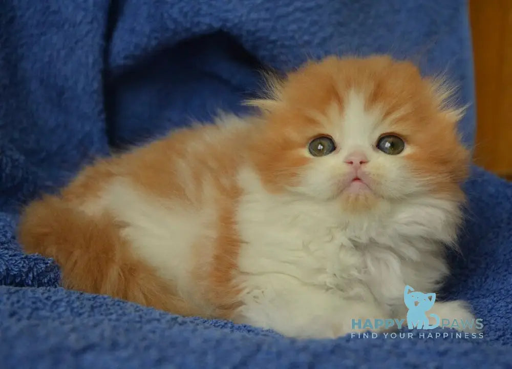 Jaeger Scottish Fold male red tabby bicolour live animals