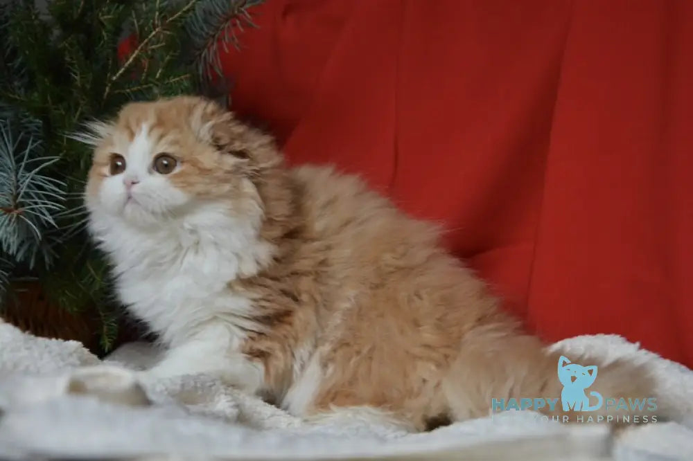Jaeger Scottish Fold male red tabby bicolour live animals