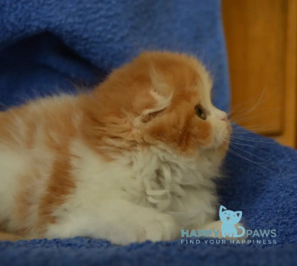 Jaeger Scottish Fold male red tabby bicolour live animals