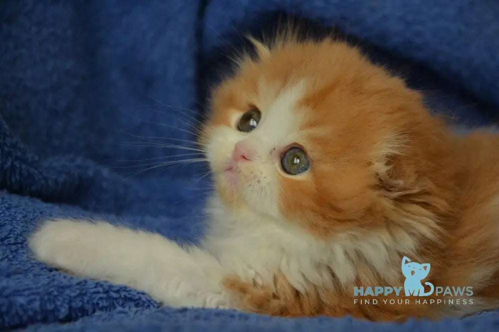 Jaeger Scottish Fold male red tabby bicolour live animals