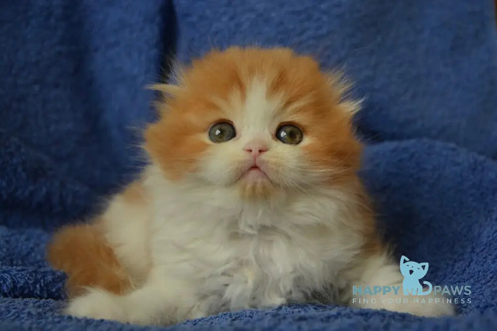 Jaeger Scottish Fold male red tabby bicolour live animals