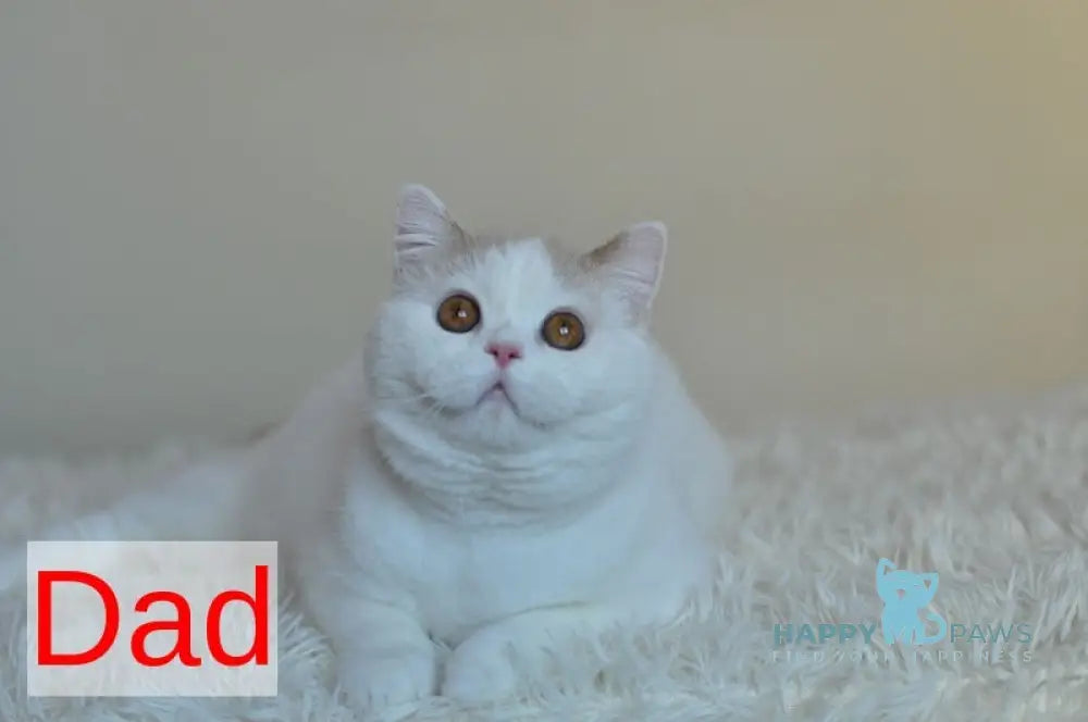 Jaeger Scottish Fold male red tabby bicolour live animals