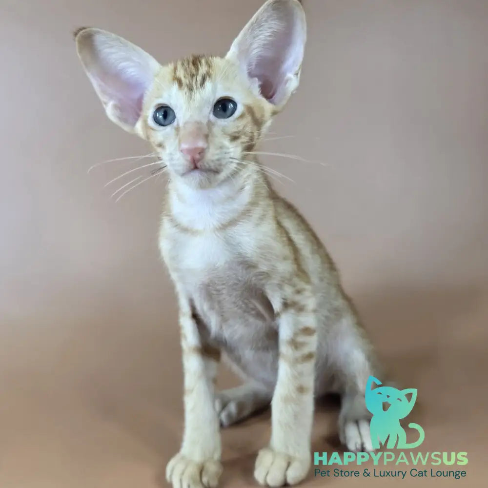 Jafar Oriental Shorthair male red - live animals