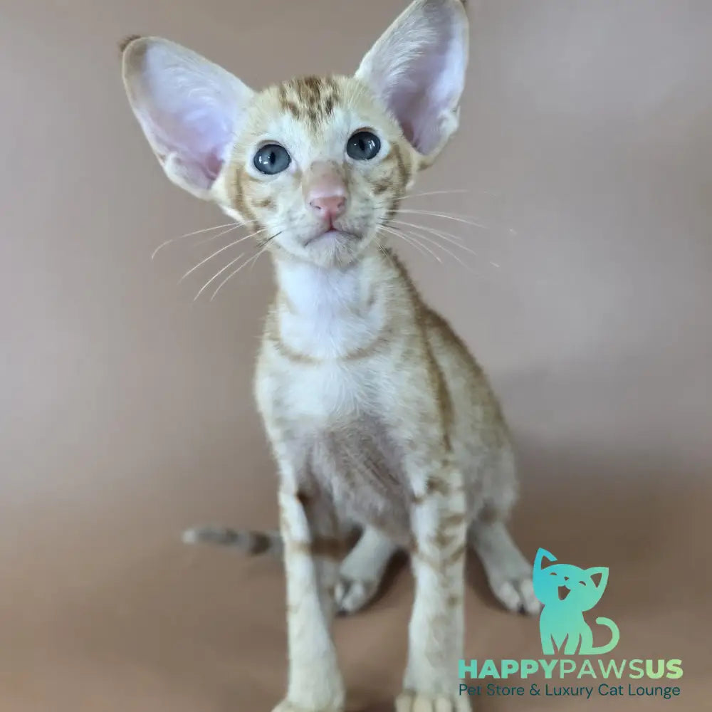 Jafar Oriental Shorthair male red - live animals