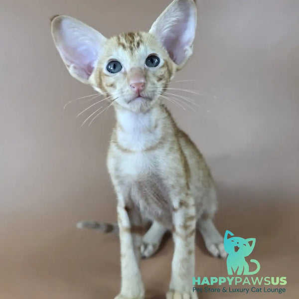 Jafar Oriental Shorthair male red - live animals