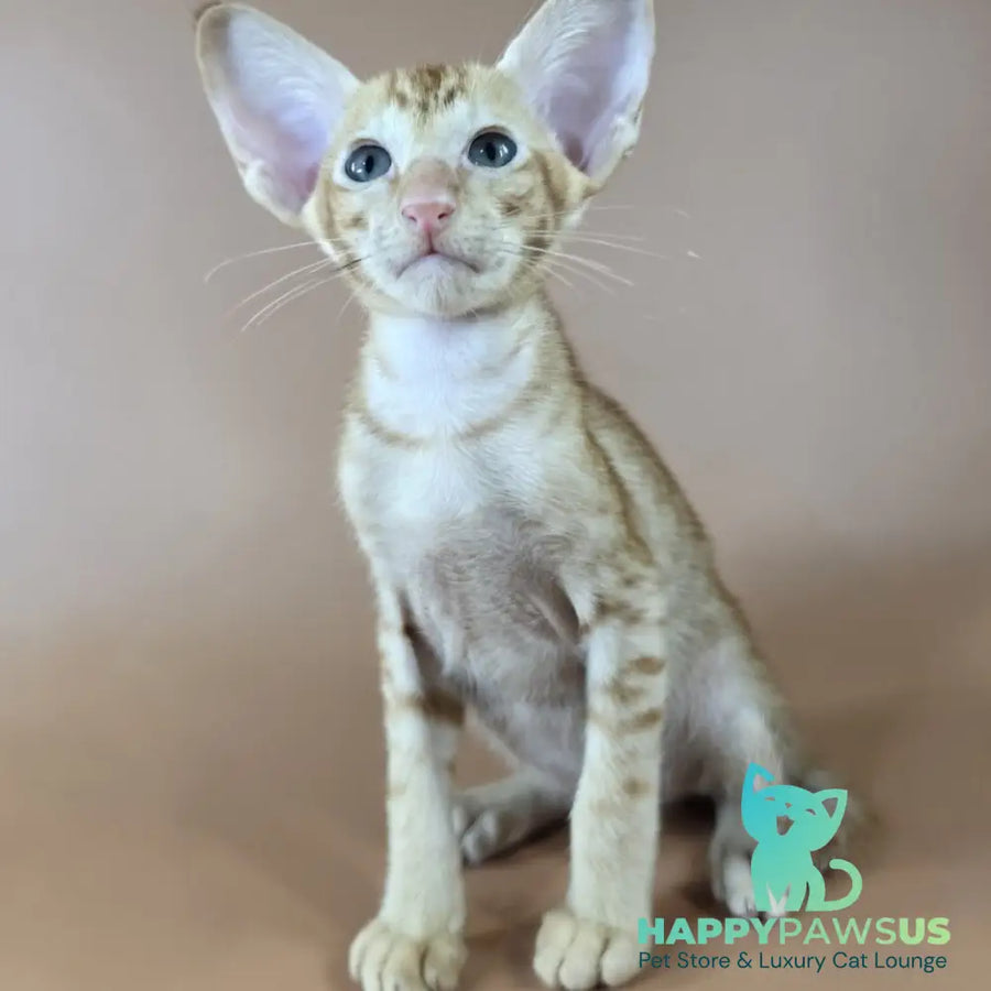 Jafar Oriental Shorthair male red - live animals
