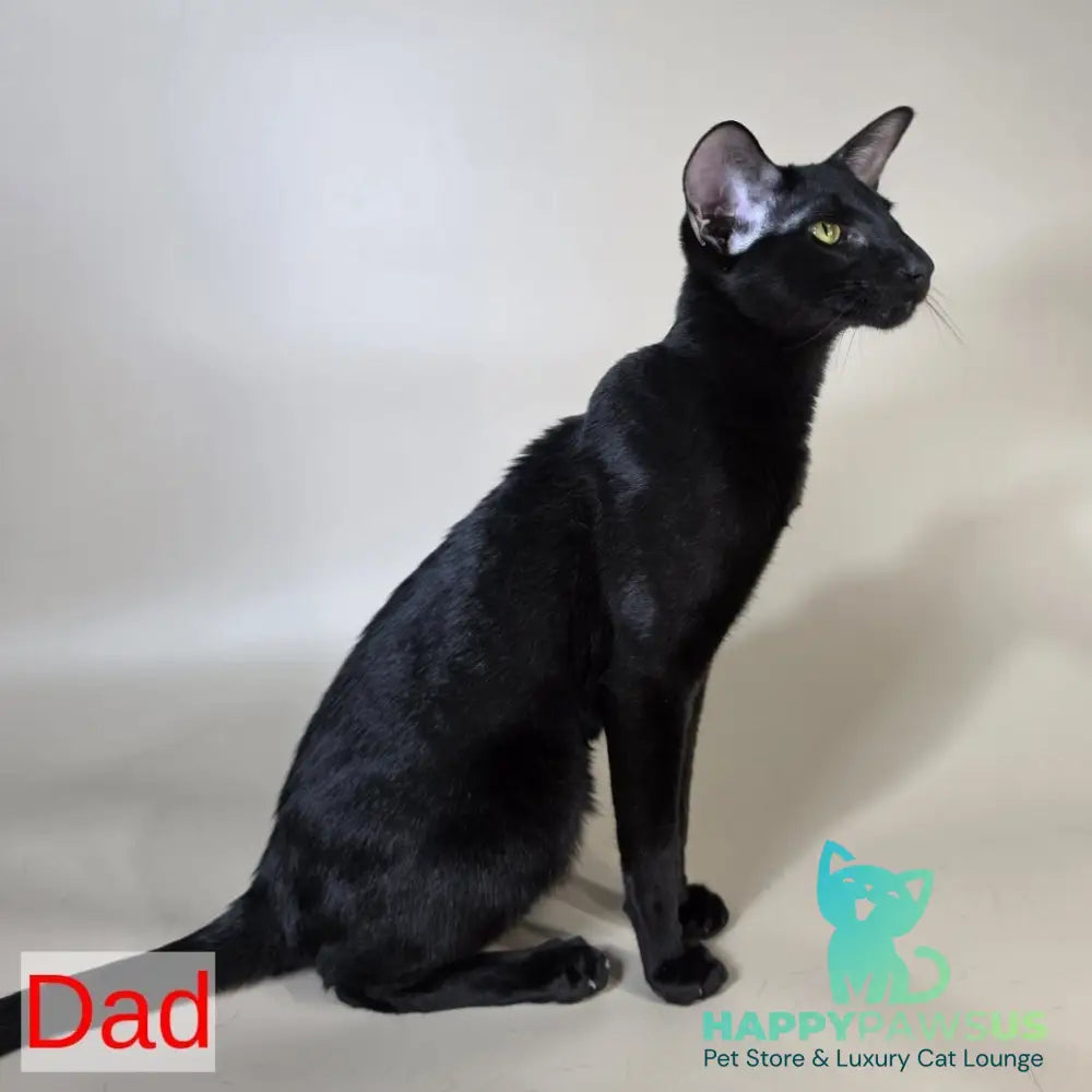 Jafar Oriental Shorthair male red - live animals