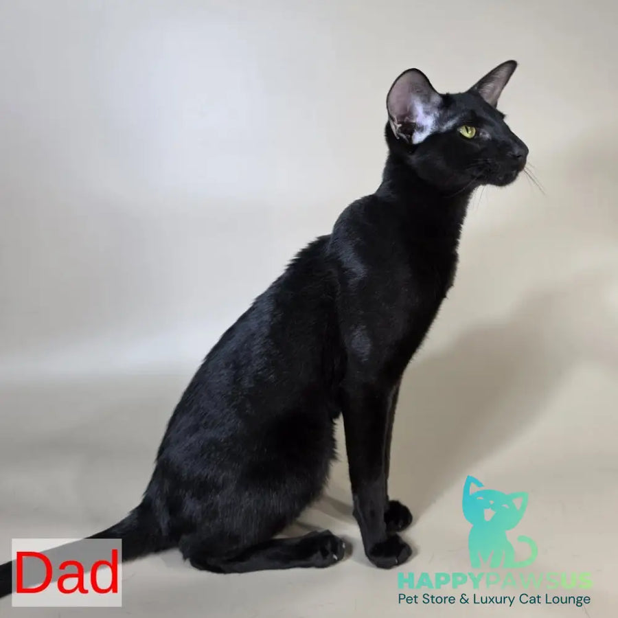 Jafar Oriental Shorthair male red - live animals