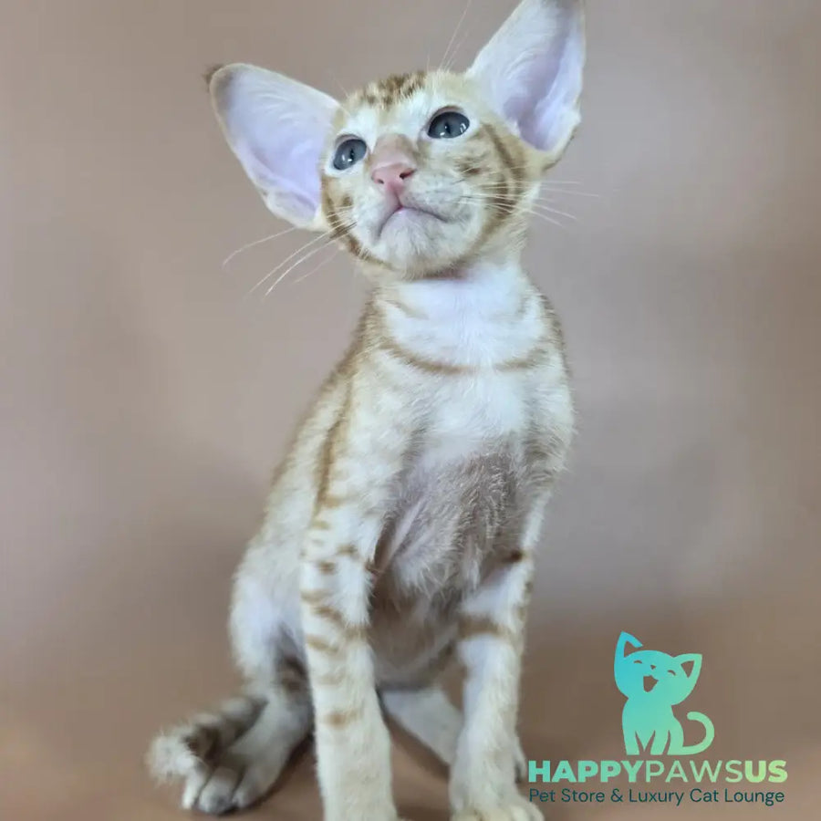 Jafar Oriental Shorthair male red - live animals