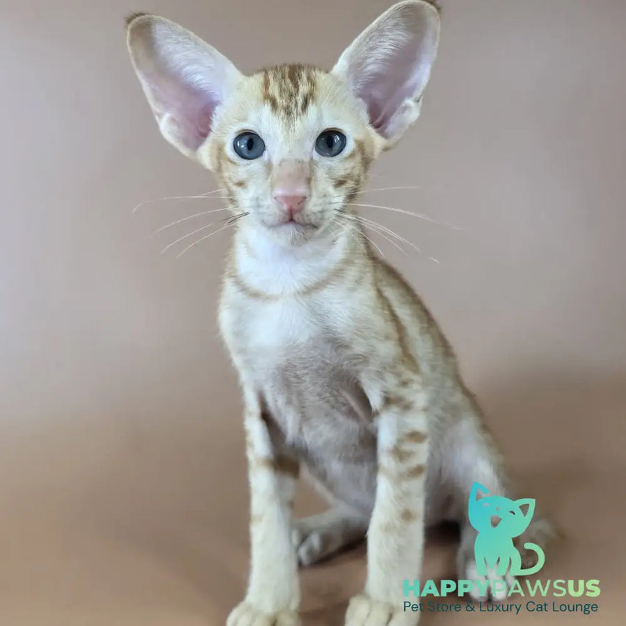 Jafar Oriental Shorthair male red - live animals