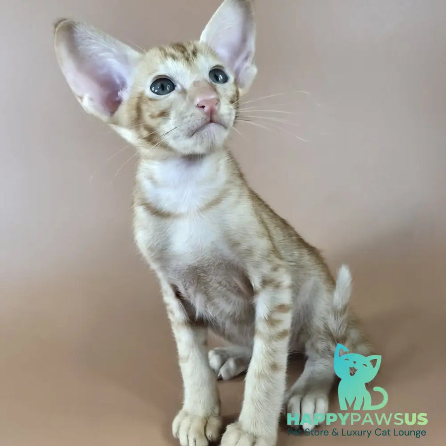 Jafar Oriental Shorthair male red - live animals