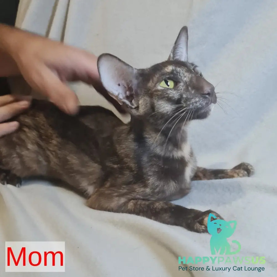 Jafar Oriental Shorthair male red - live animals