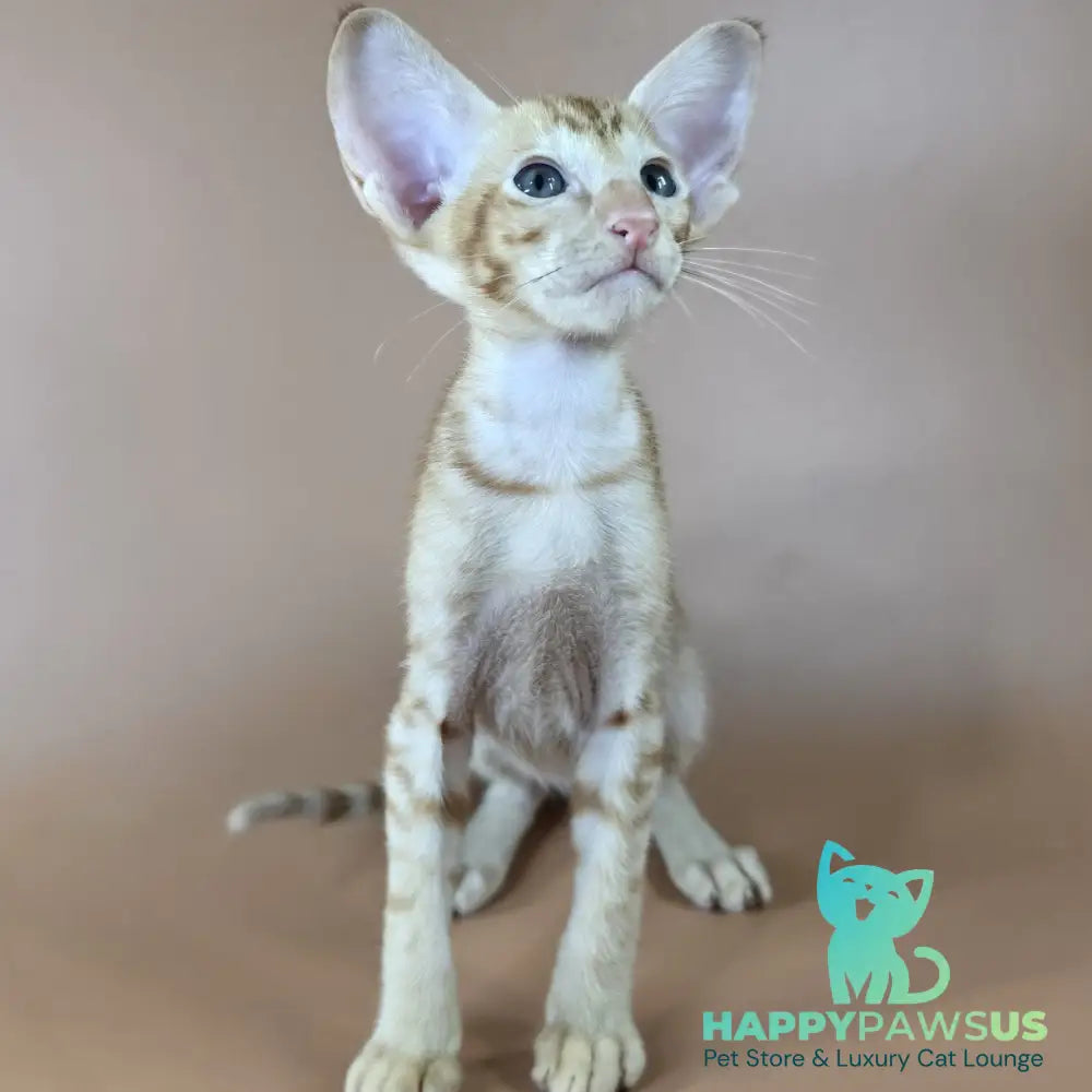 Jafar Oriental Shorthair male red - live animals