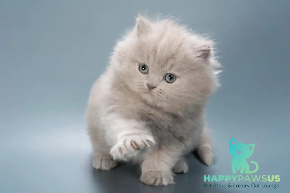 Jagger British Longhair male lilac live animals