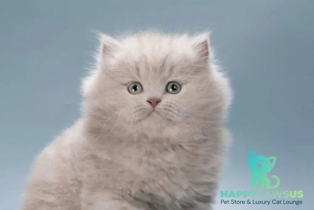 Jagger British Longhair male lilac live animals