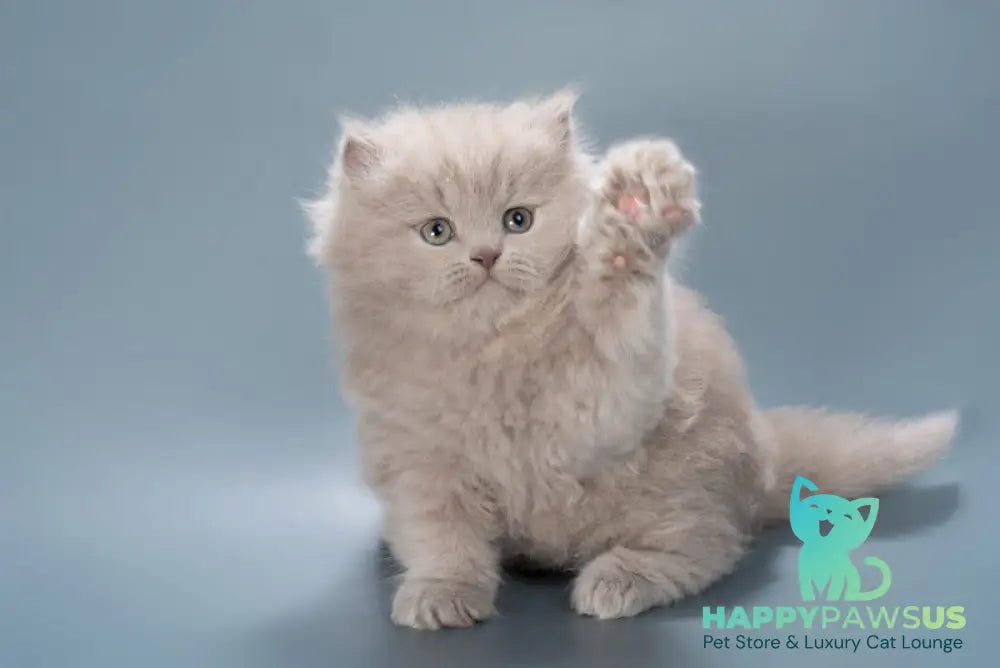 Jagger British Longhair male lilac live animals