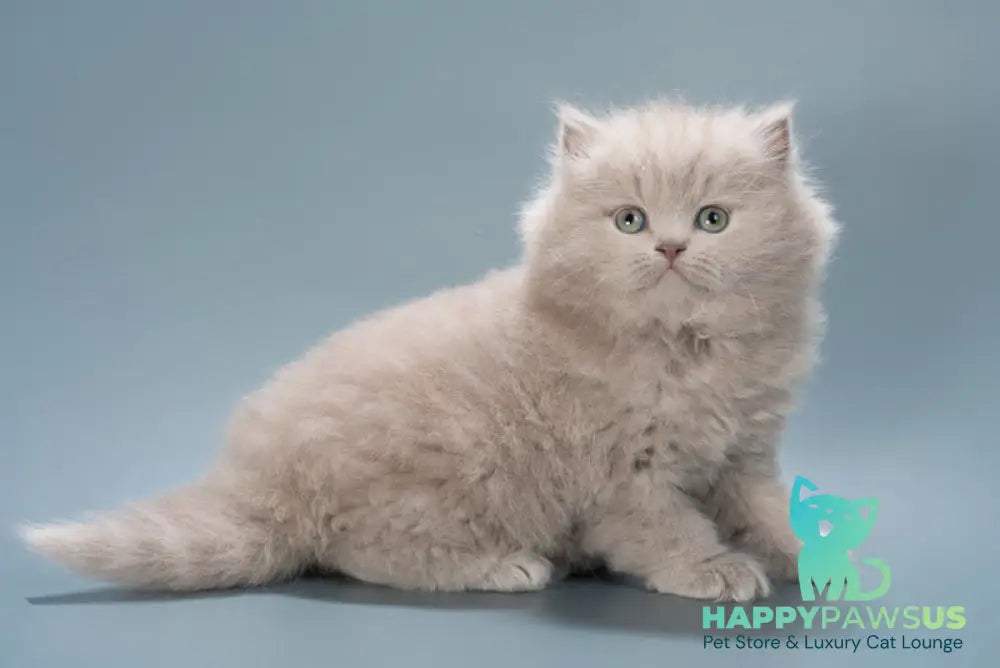 Jagger British Longhair male lilac live animals