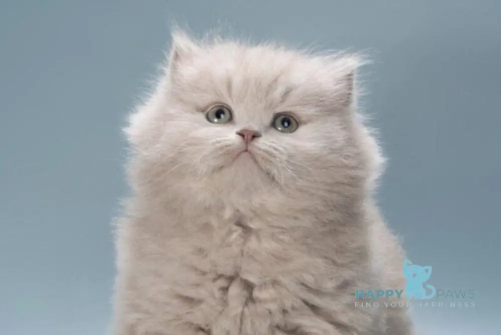 Jagger British Longhair male lilac live animals