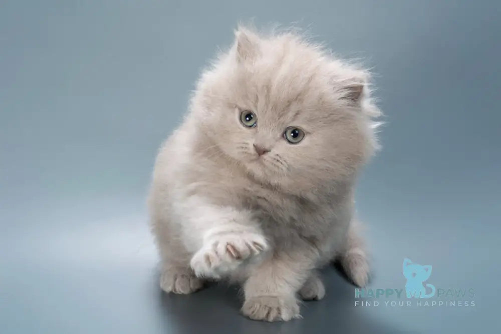 Jagger British Longhair male lilac live animals