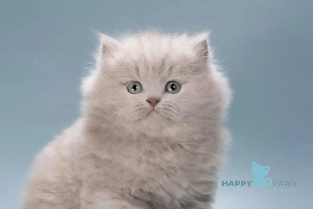 Jagger British Longhair male lilac live animals