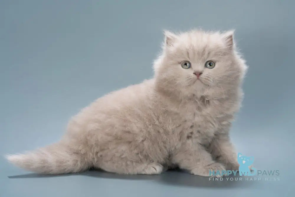Jagger British Longhair male lilac live animals