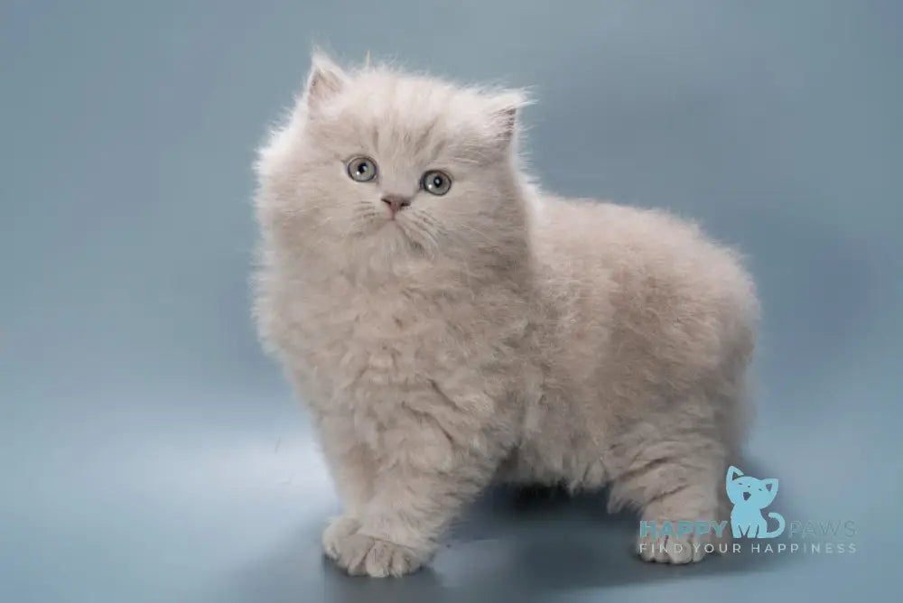 Jagger British Longhair male lilac live animals