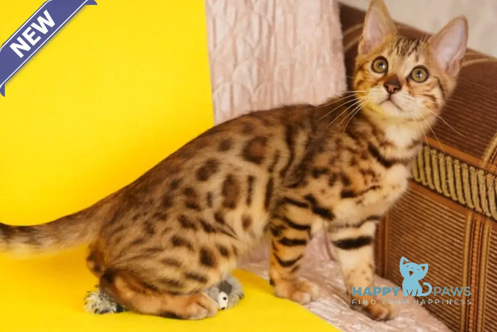 Jaguar Bengal male black spotted tabby live animals