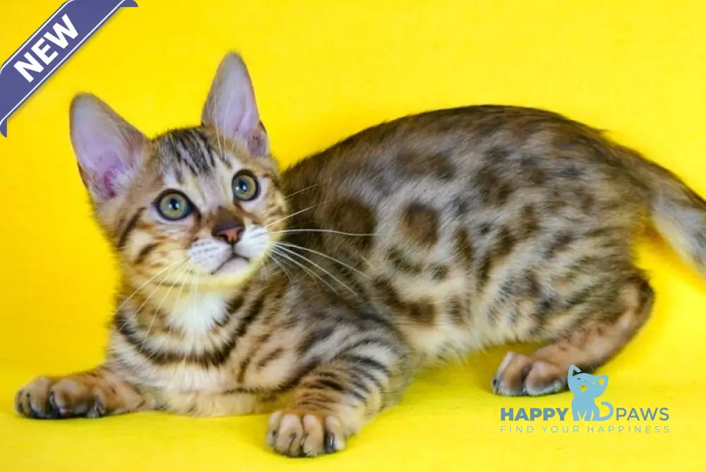 Jaguar Bengal male black spotted tabby live animals