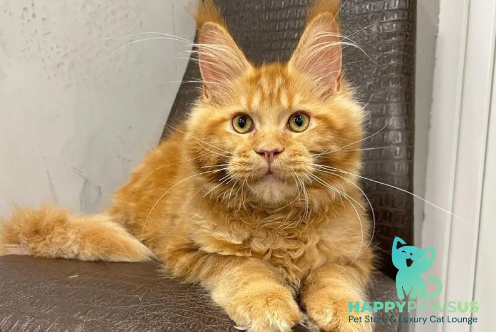 Jaguar Maine Coon male red - live animals