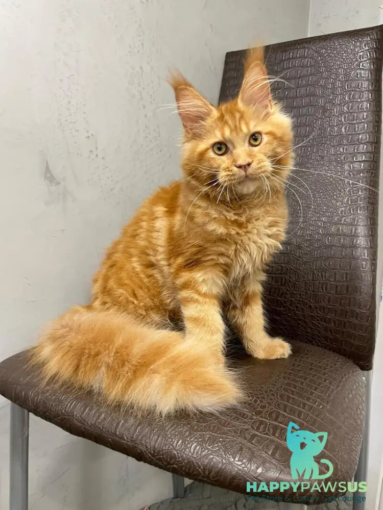 Jaguar Maine Coon male red - live animals