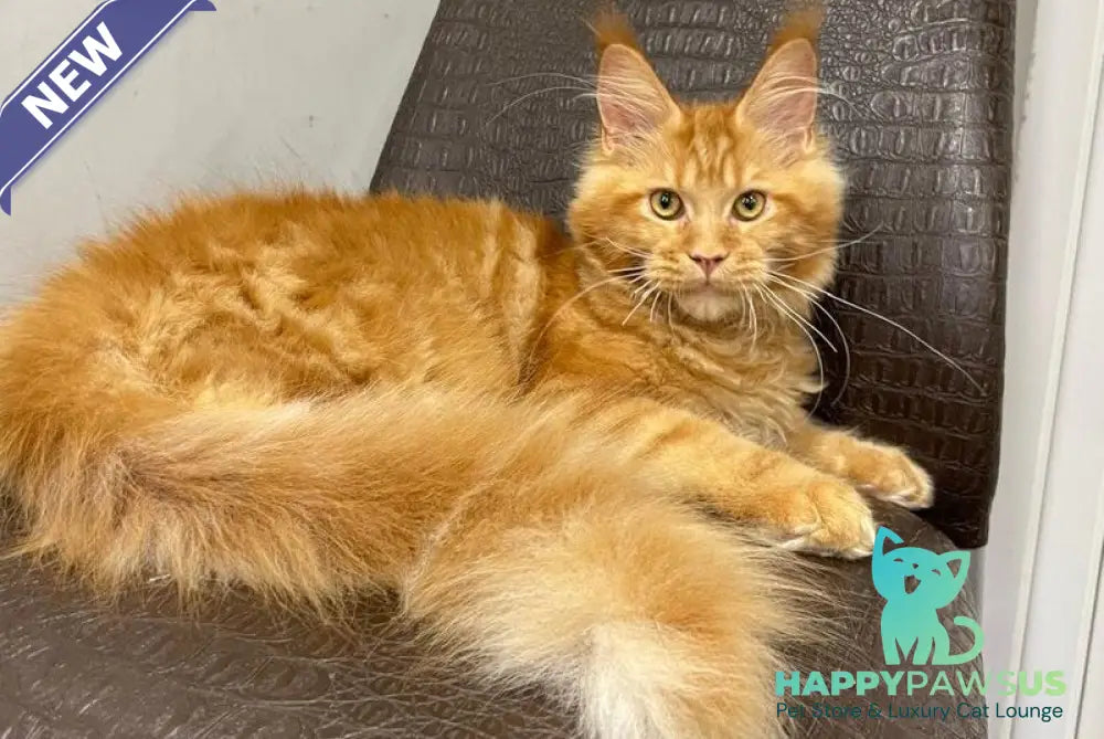 Jaguar Maine Coon male red - live animals