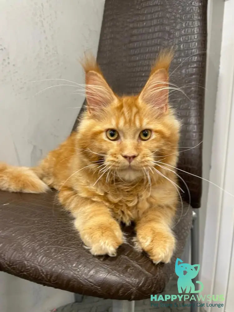 Jaguar Maine Coon male red - live animals