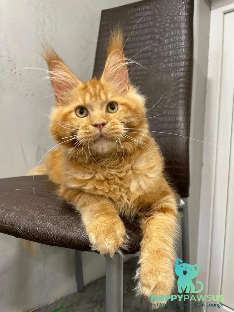 Jaguar Maine Coon male red - live animals
