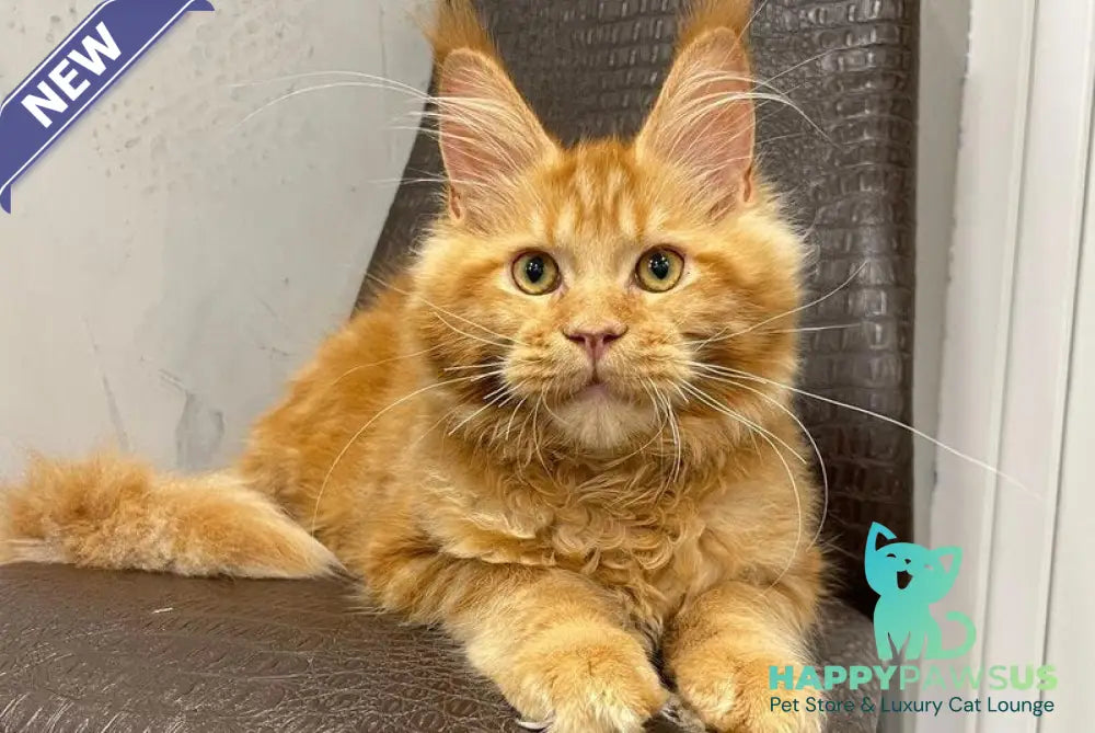 Jaguar Maine Coon male red - live animals