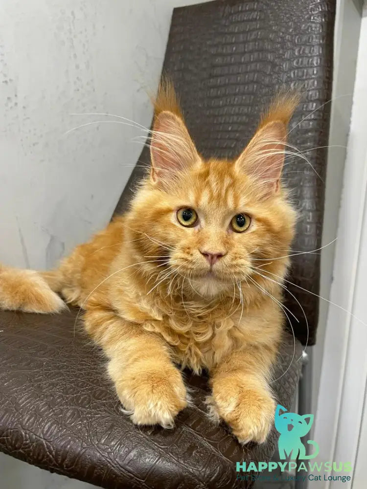 Jaguar Maine Coon male red - live animals