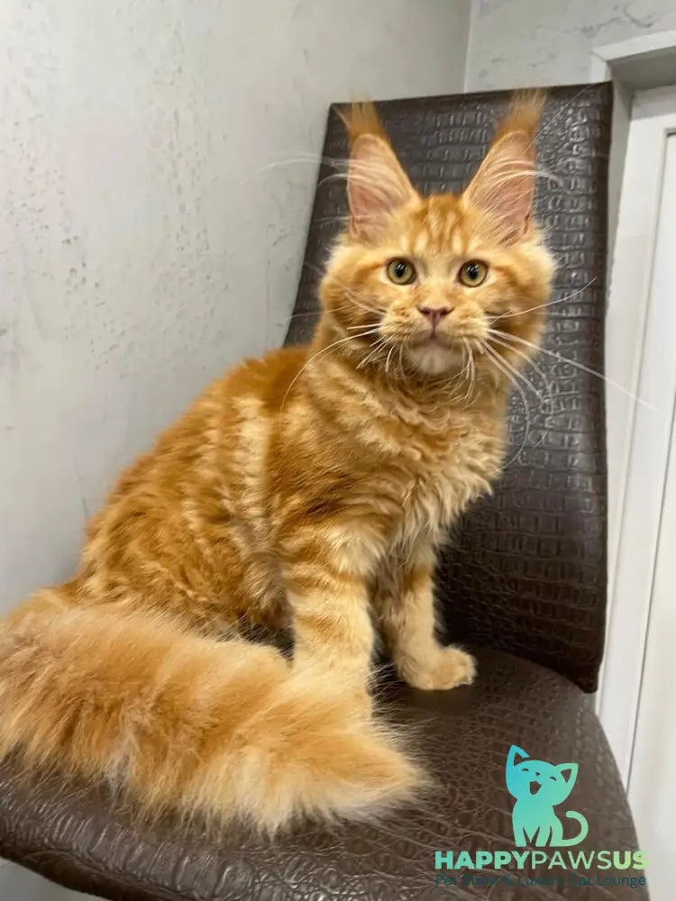 Jaguar Maine Coon male red - live animals