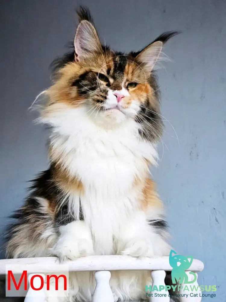 Jaguar Maine Coon male red - live animals