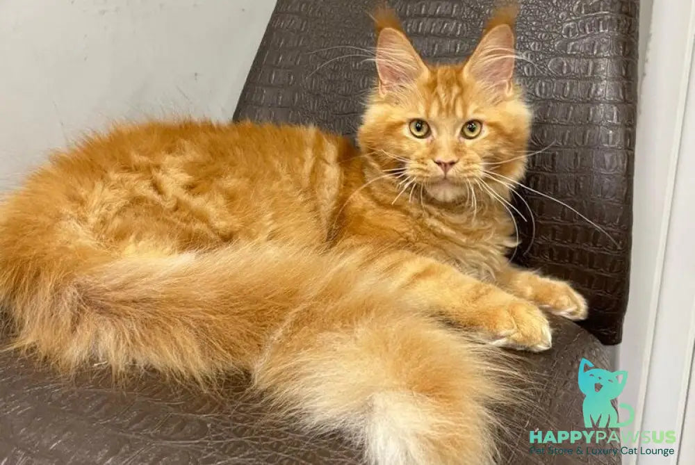 Jaguar Maine Coon male red - live animals
